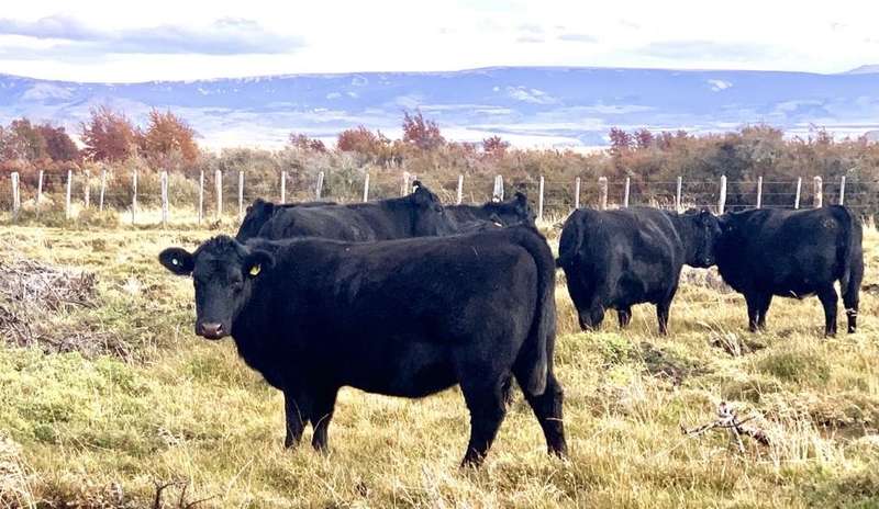 Ganado Angus pastando