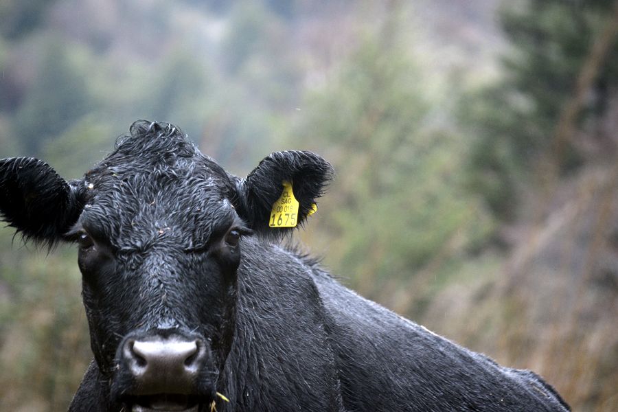 Fundo Las Vertientes - Foto 2