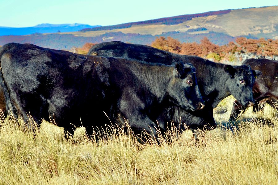 Fundo Las Vertientes - Foto 4
