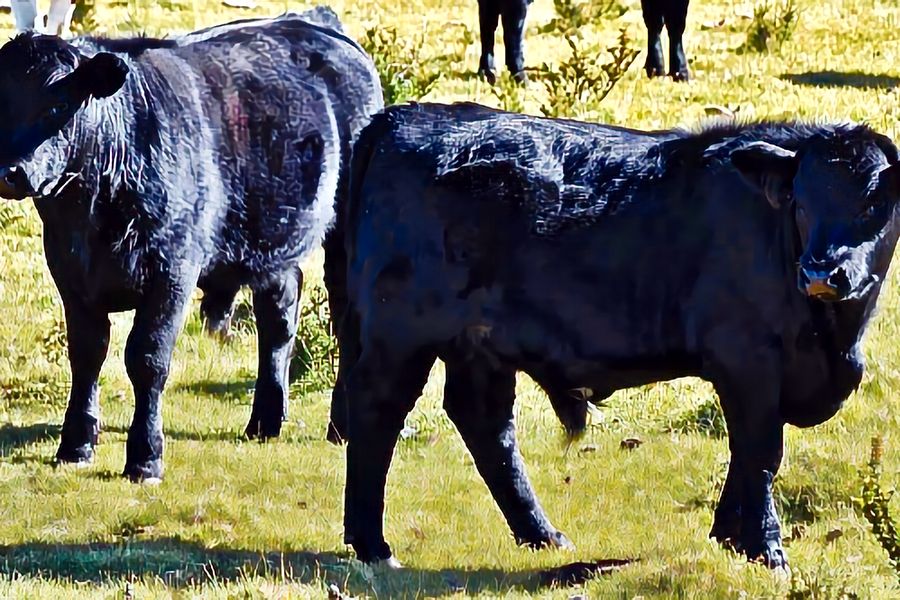 Fundo Las Vertientes - Foto 10