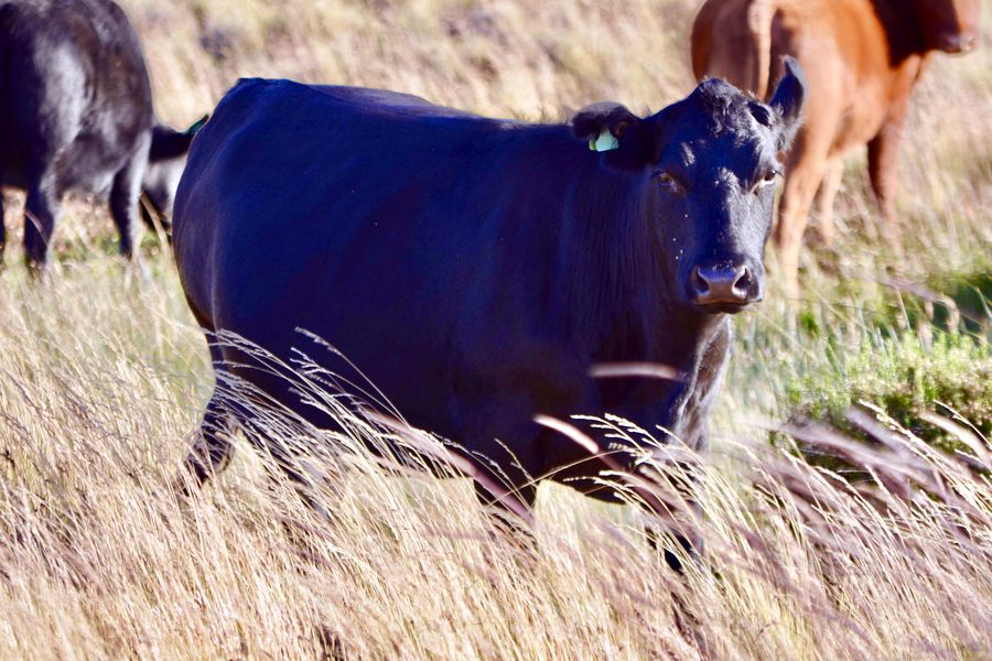 Fundo Las Vertientes - Foto 16