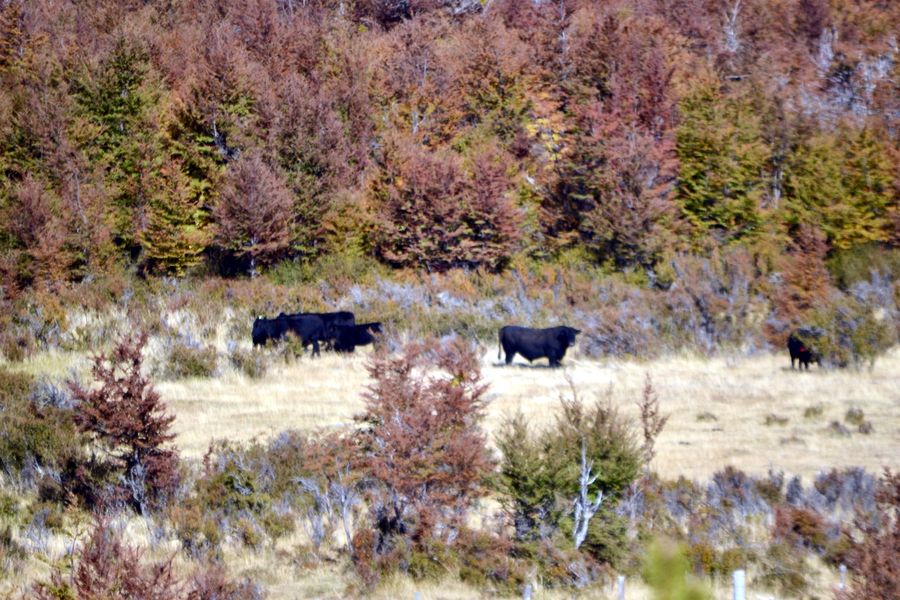 Fundo Las Vertientes - Foto 19