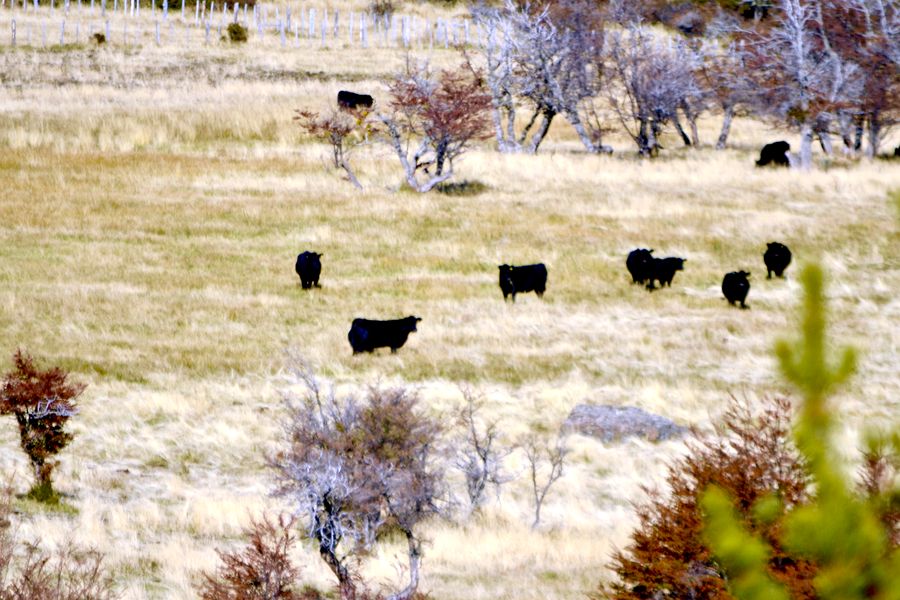 Fundo Las Vertientes - Foto 20