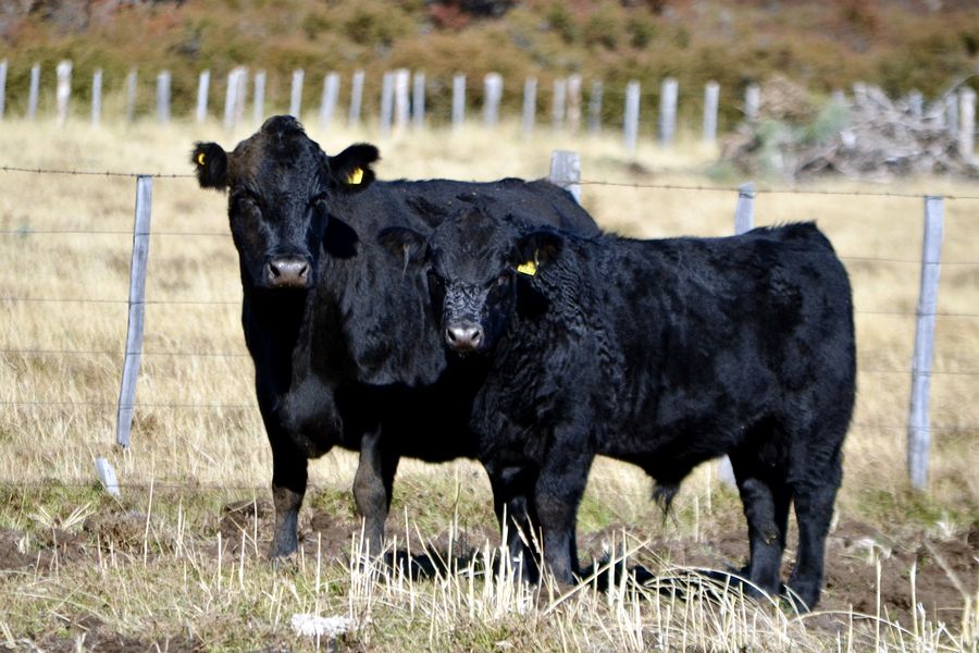 Fundo Las Vertientes - Foto 22