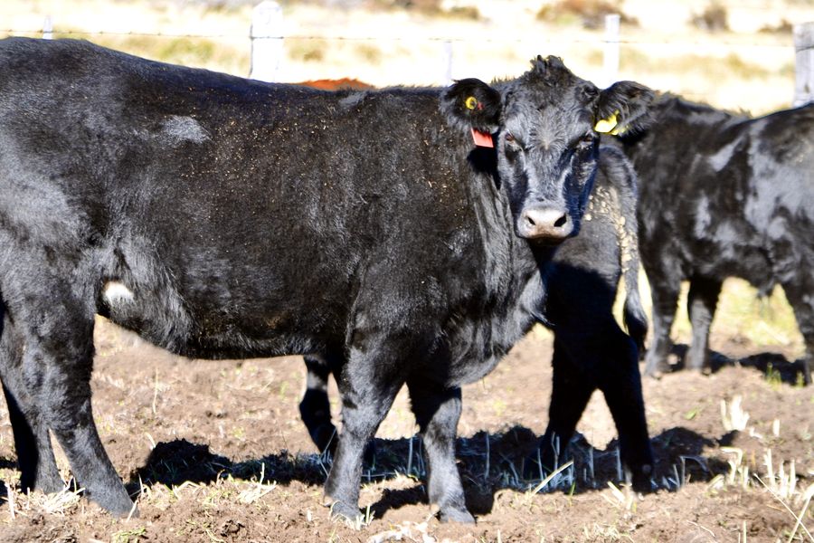 Fundo Las Vertientes - Foto 24