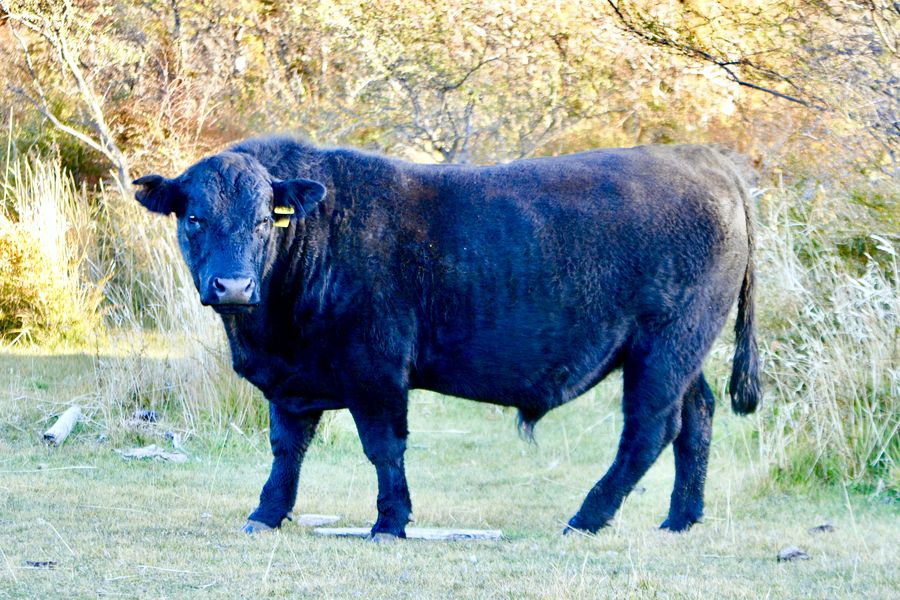 Fundo Las Vertientes - Foto 25