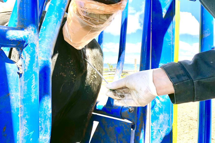 Fundo Las Vertientes - Foto 37