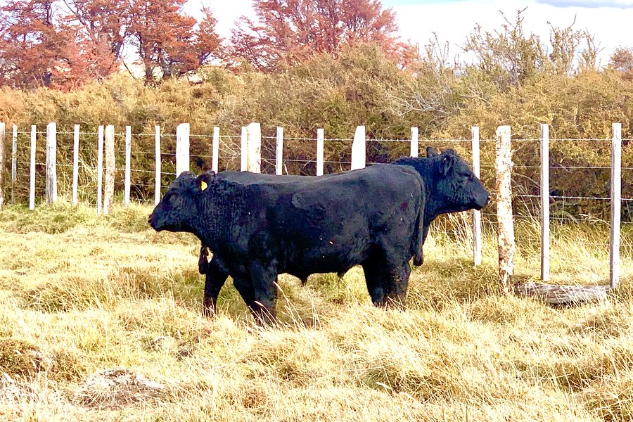 Fundo Las Vertientes - Foto 38