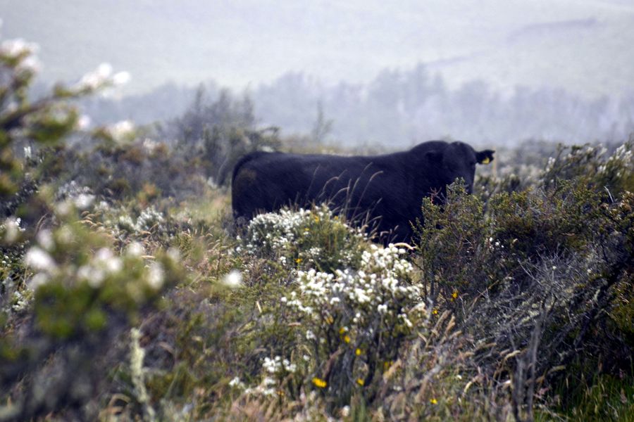 Fundo Las Vertientes - Foto 43