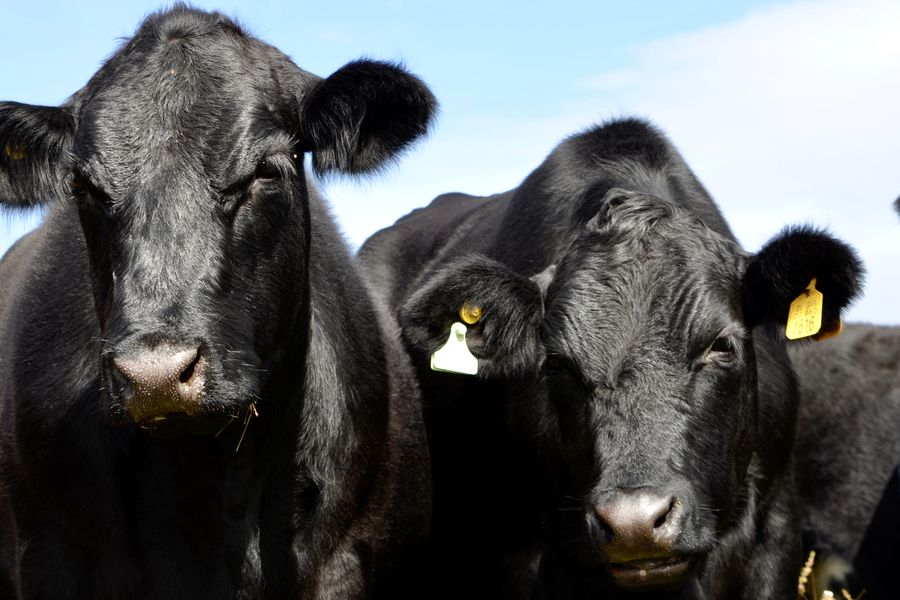 Fundo Las Vertientes - Foto 46