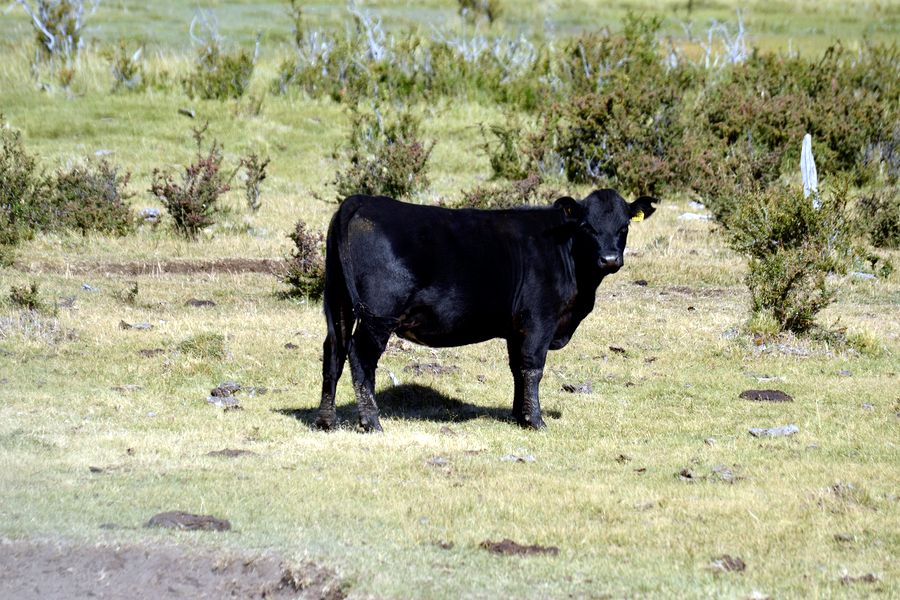 Fundo Las Vertientes - Foto 49