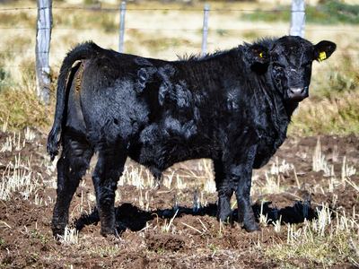 Ternero PA-002 - Subasta