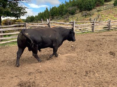 Torete PA-004 foto 1