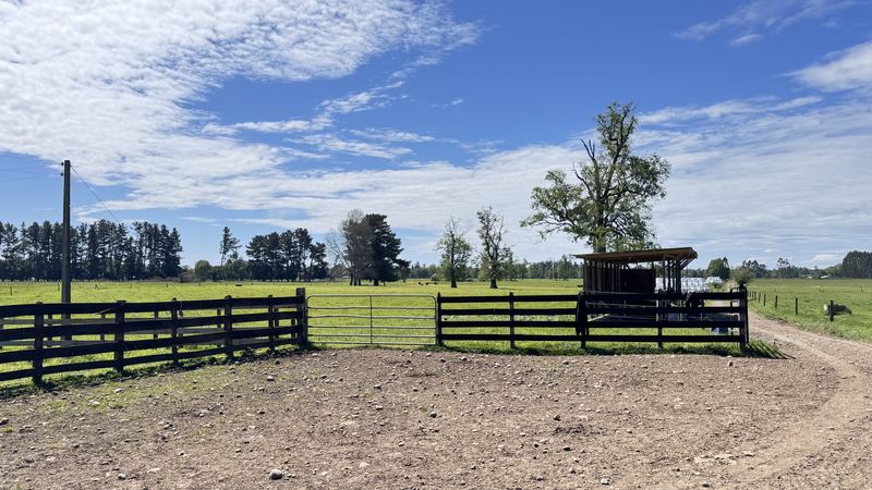 Cabaña Angus Santa Alicia - Osorno #2