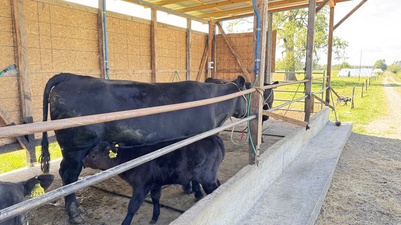 Cabaña Angus Santa Alicia - Osorno #4