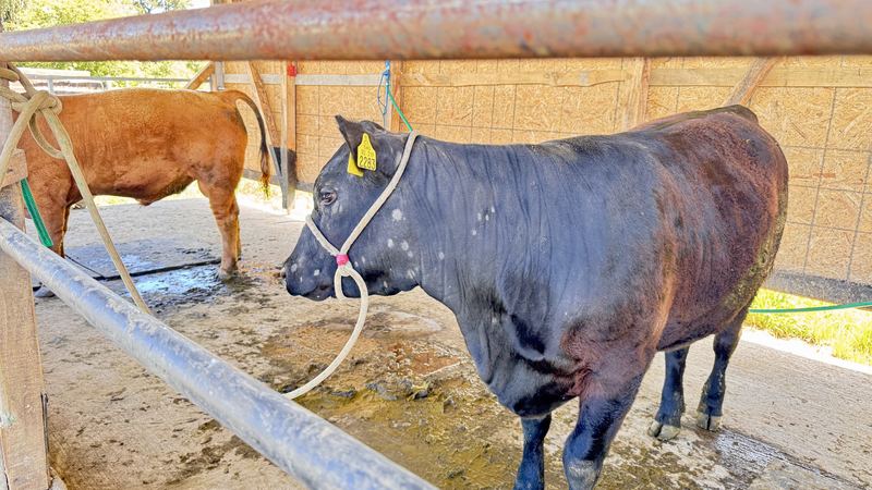 Cabaña Angus Santa Alicia - Osorno #6