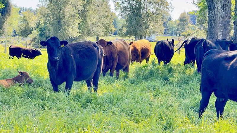 Cabaña Angus Santa Alicia - Osorno #8