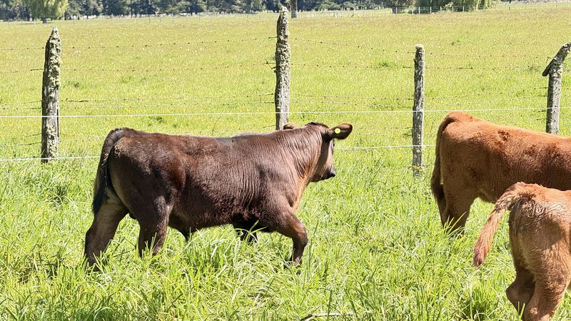 Cabaña Angus Santa Alicia - Osorno #11