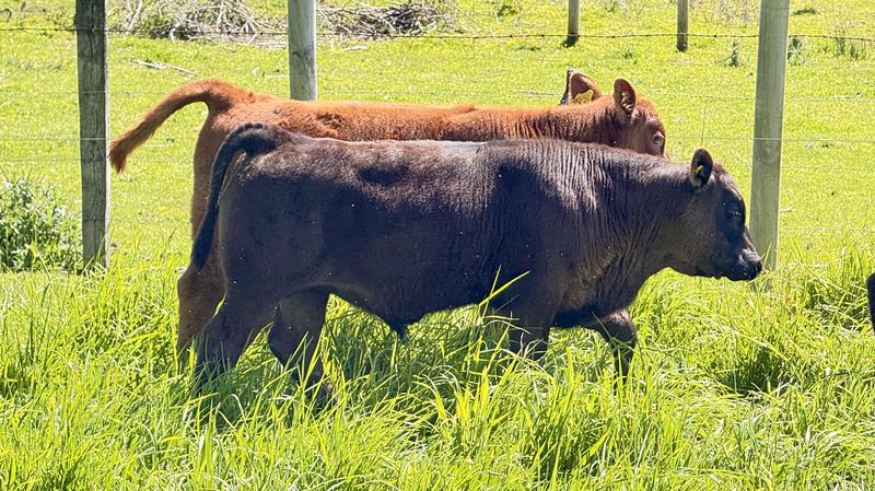 Cabaña Angus Santa Alicia - Osorno #12