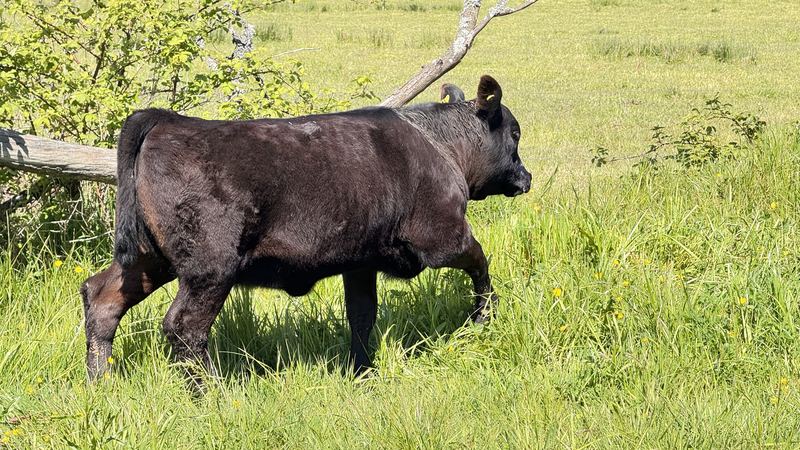 Cabaña Angus Santa Alicia - Osorno #13