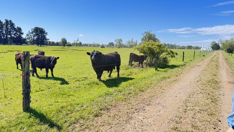 Cabaña Angus Santa Alicia - Osorno #14