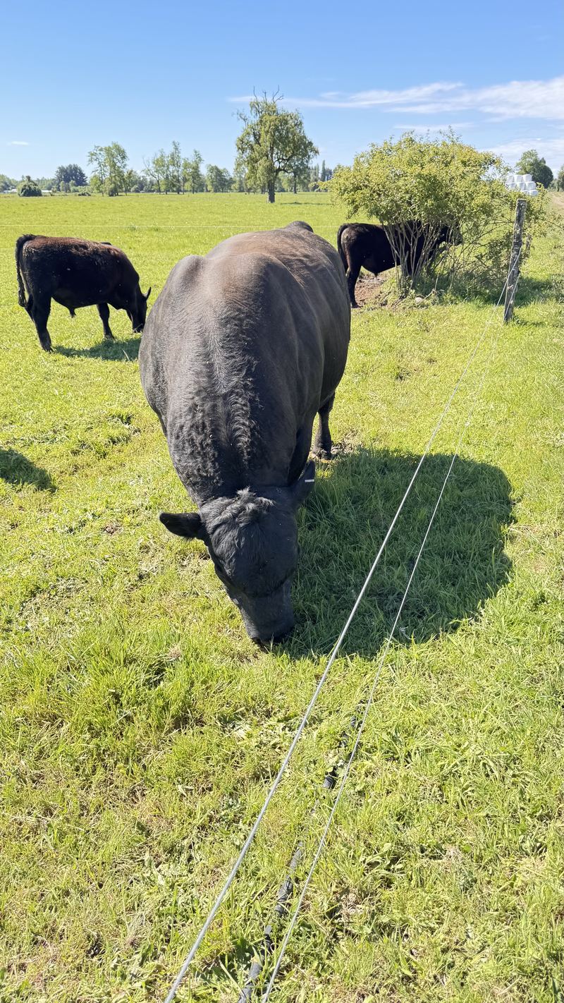 Cabaña Angus Santa Alicia - Osorno #15