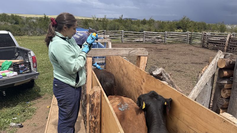 Bladimir Calderón - Inseminación #4