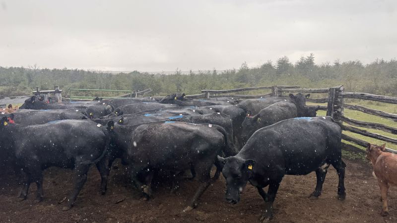 Bladimir Calderón - Inseminación #5