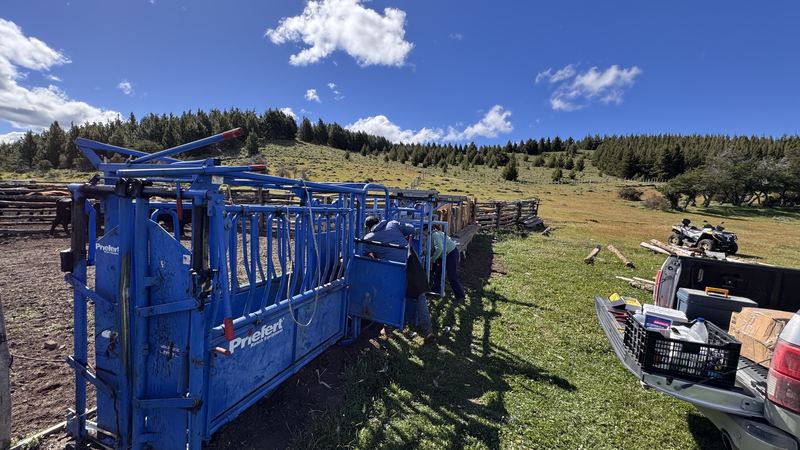 Bladimir Calderón - Inseminación #6