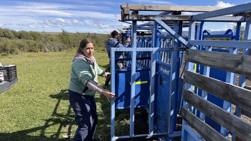 Bladimir Calderón - Inseminación #8