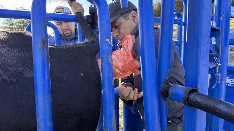 Bladimir Calderón - Inseminación #10