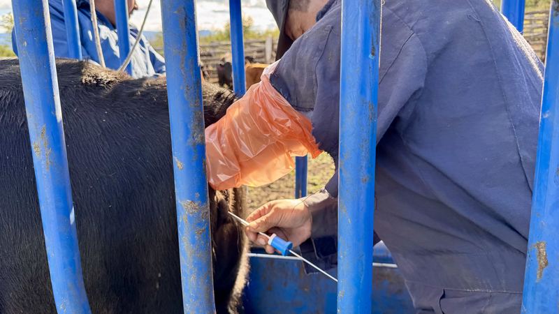 Bladimir Calderón - Inseminación #11