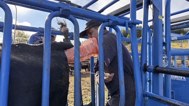 Bladimir Calderón - Inseminación #11