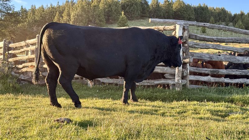 Bladimir Calderón - Inseminación #11