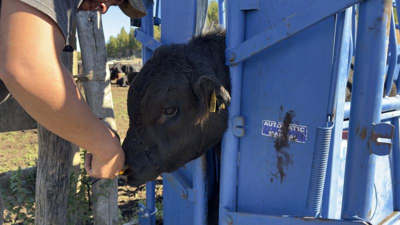 Víctor Manuel González - Fundo Las Vertientes #4