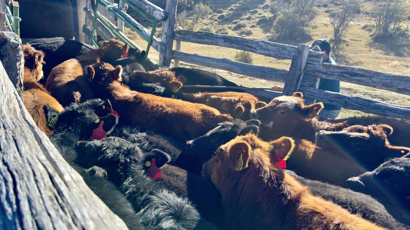 Víctor Manuel González - Fundo Las Vertientes #6