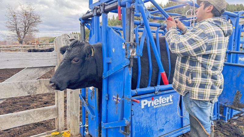 Víctor Manuel González - Fundo Las Vertientes #9