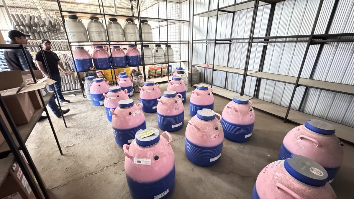 Felipe González - Bodega de termos STgenetics