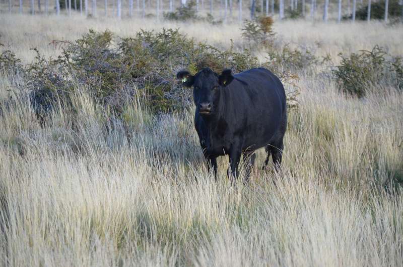 Manada Angus en pradera