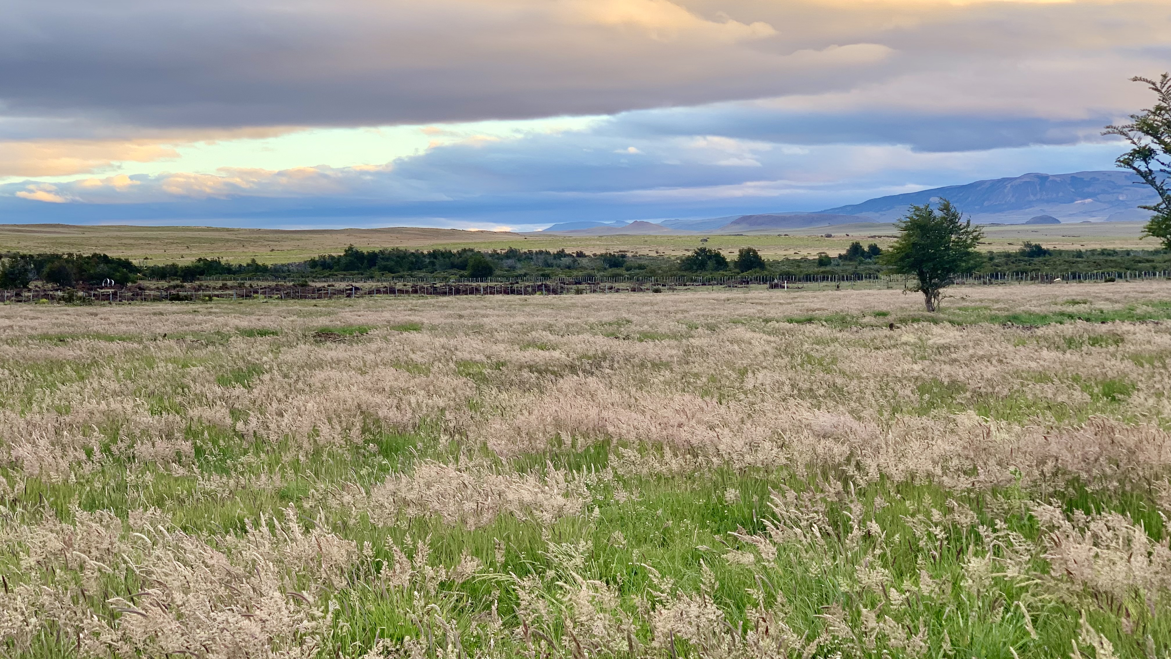 Coironales del Fundo Las Vertientes
